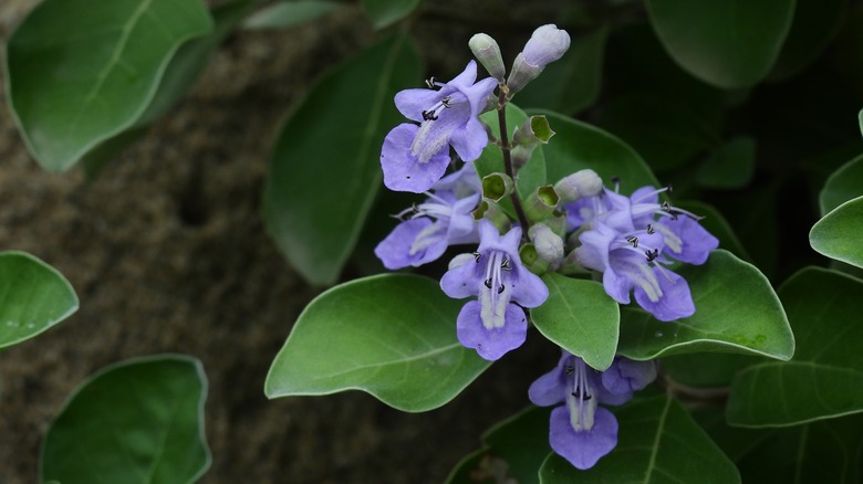 Delicate blue flowers of beach vitex