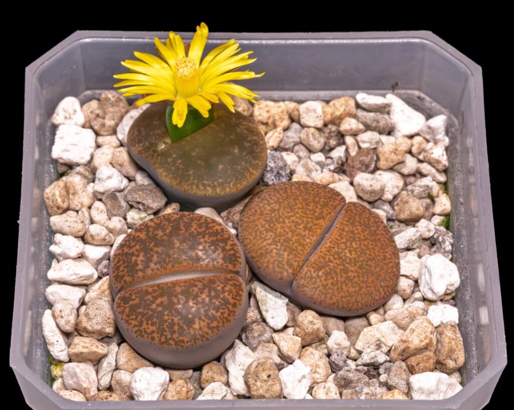 Lithops flower