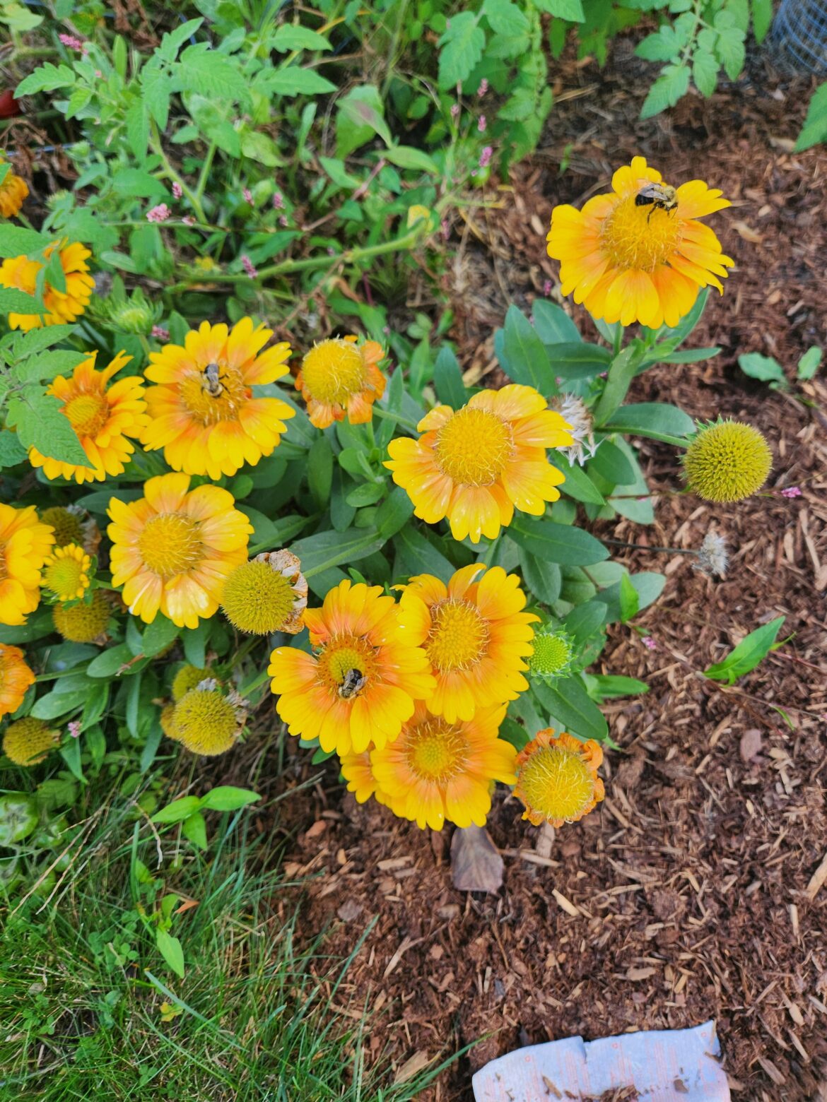 Bees on blanket flowers give me unexpected joy