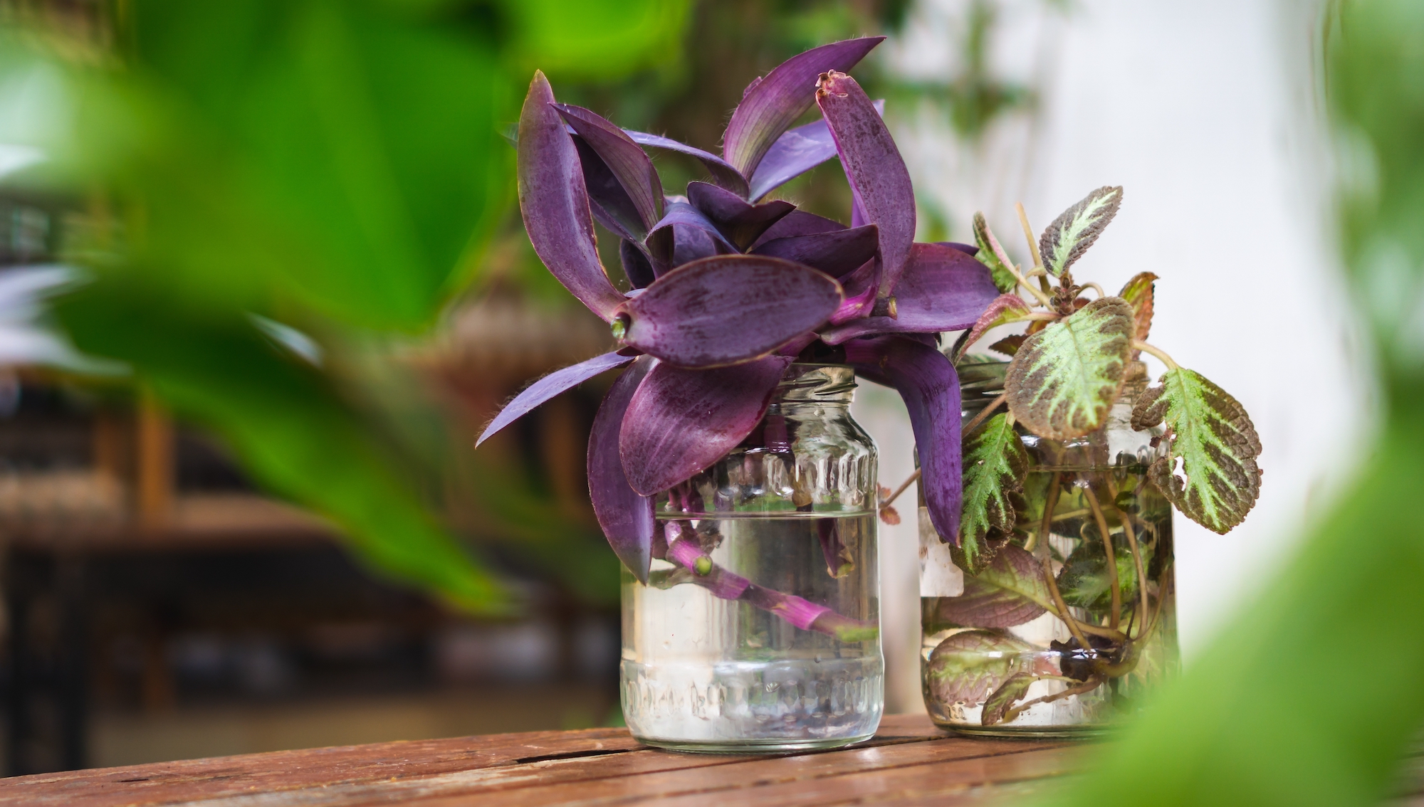 Begonias in water in clear jars