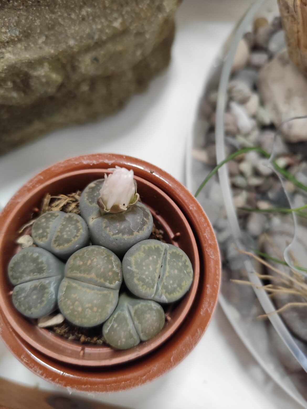 New owner! New owner!