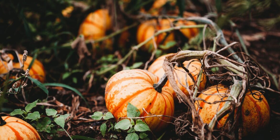 5 Smart Ways to Use Pumpkin Guts in the Garden 5 Smart Ways to Use Pumpkin Guts in the Garden