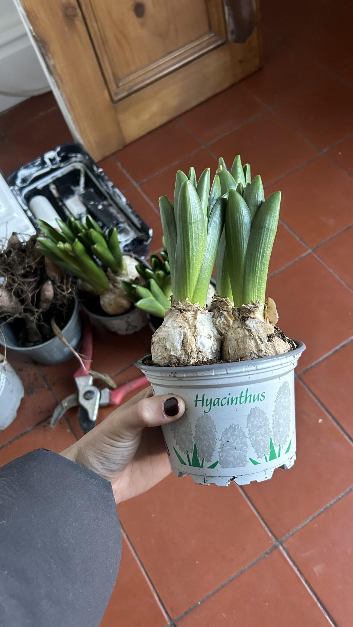 Sprouting Hyacinth bulbs, can I pot up? Sprouting Hyacinth bulbs, can I pot up?