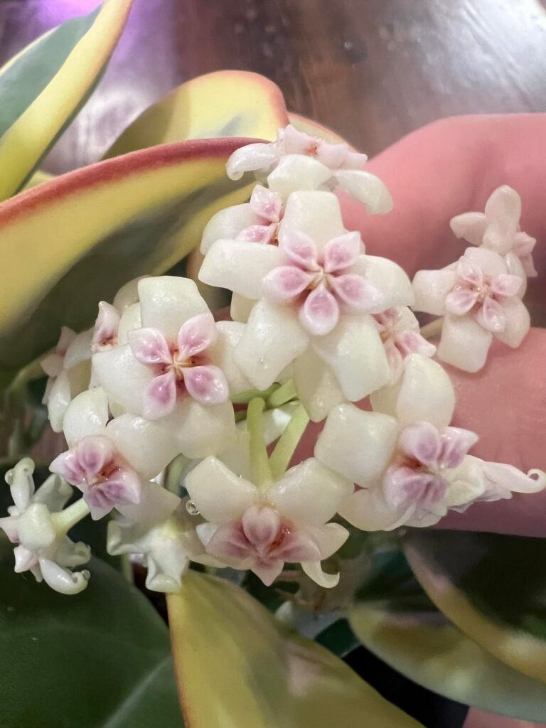 Hoya Outer Var. Pachyclada