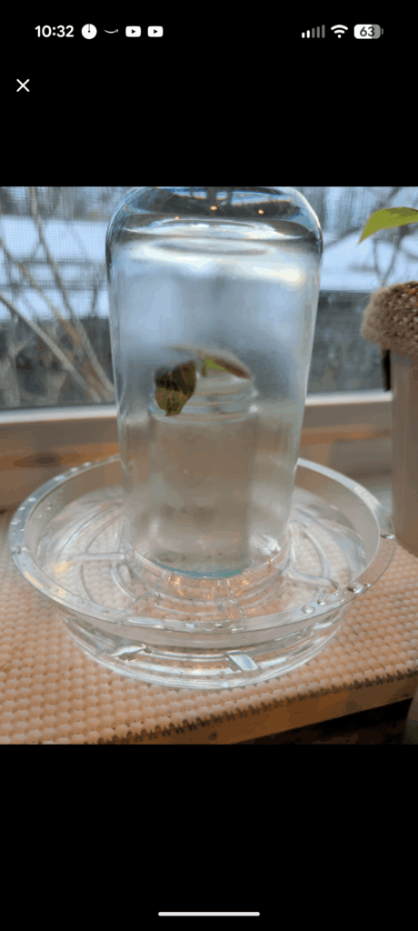 Propagating Nerve Plant Propagating Nerve Plant