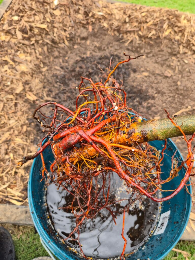 2 questions: 1. Where’s the root flare? 2. Will it survive? 2 questions: 1. Where's the root flare? 2. Will it survive?