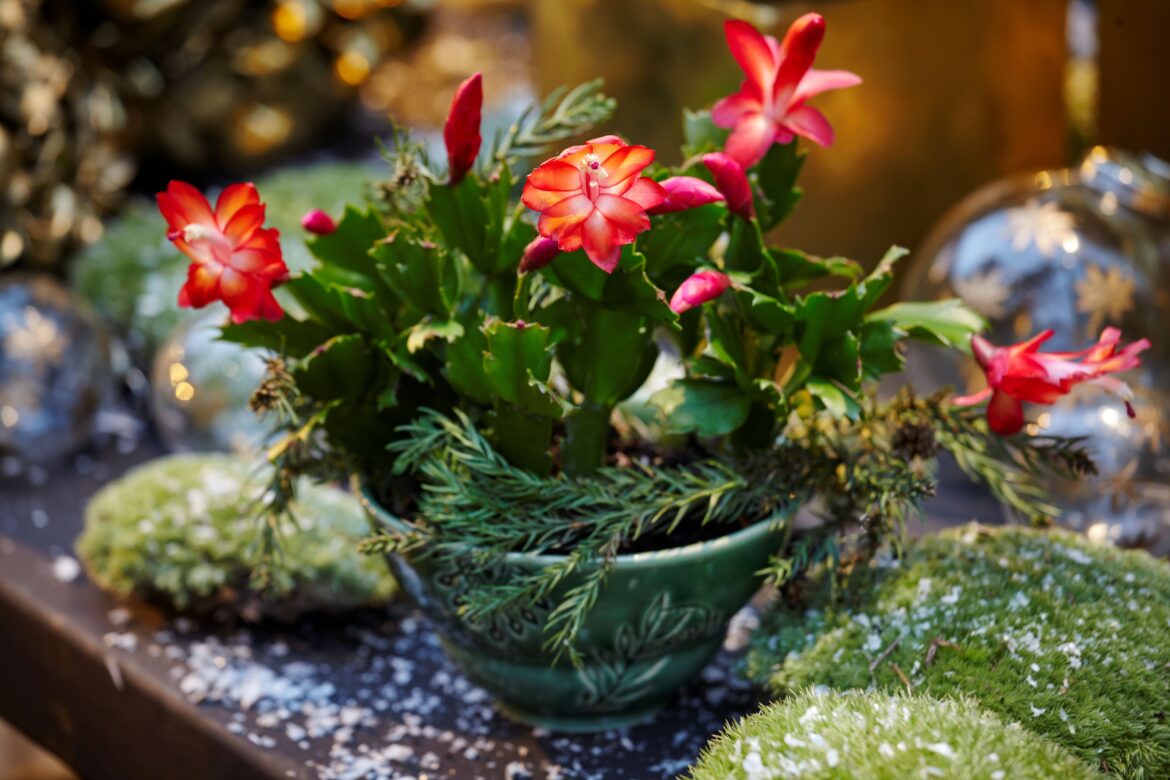 5 Ways to Get Your Christmas Cactus to Bloom Right on Time for the Holidays 5 Ways to Get Your Christmas Cactus to Bloom Right on Time for the Holidays