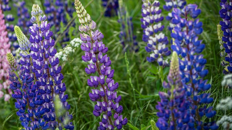 Deep blue and purple flowers of big-leaf lupine