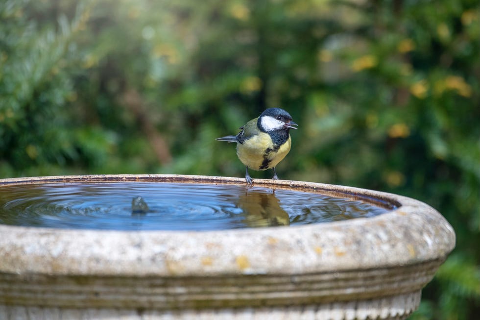 Bird bath mistakes you're making this summer bird bath mistakes you're making this summer