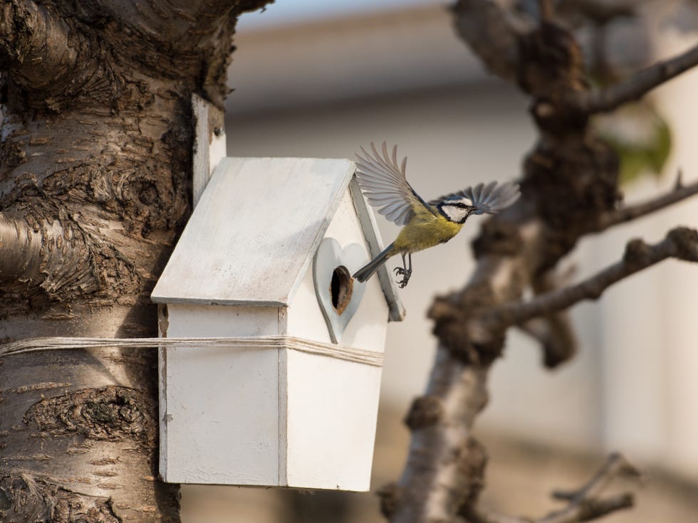 Blue tit bird flying out of house-shaped nest a blue tit bird extends its wings in an elegant manner as it flies out of its house shaped nest hanging from a cherry blossom tree in edinburgh, scotland, uk