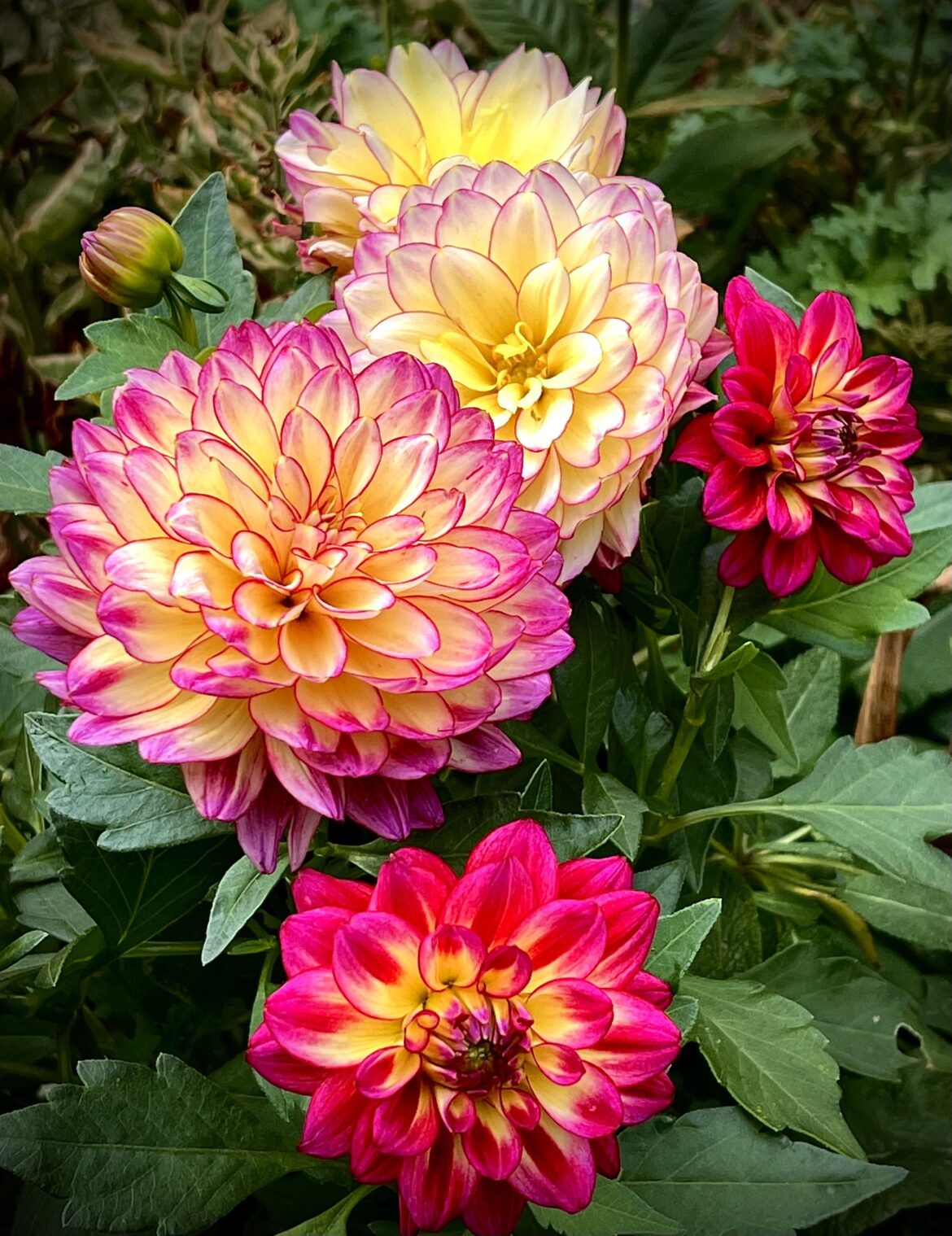 Dahlias in my garden