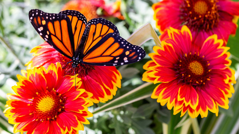 butterfly resting on blanket flower