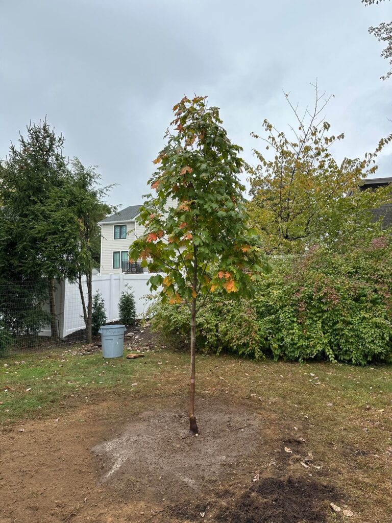 Update on Sugar Maple planting
