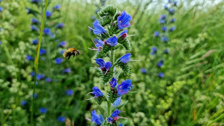 Honeybee hovering around a blueweed plant in bloom