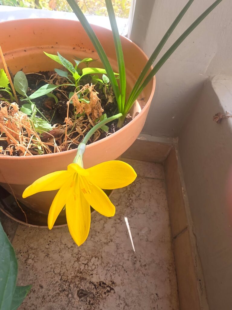 I had planted some bulbs and now this flower developed. What is it? Location is Greece