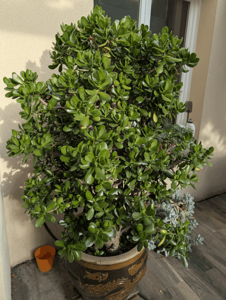 My parents' 25 years old jade