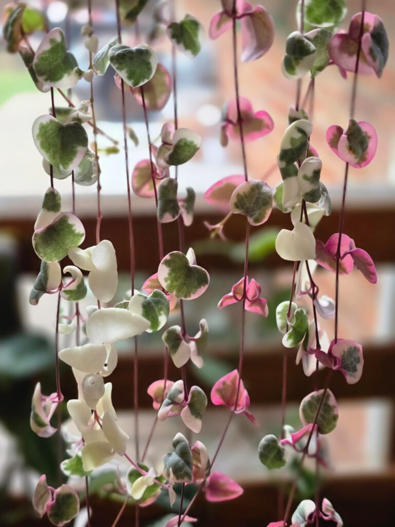 My string of hearts color variation.