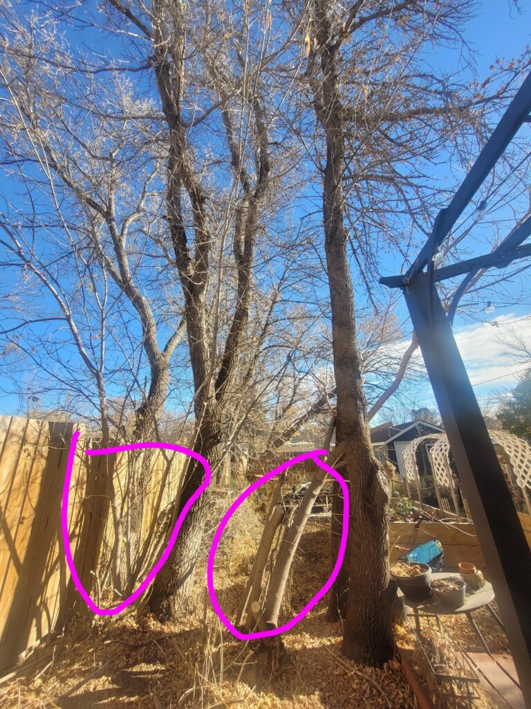 Should I get rid of these suckers? Should I get rid of these suckers?