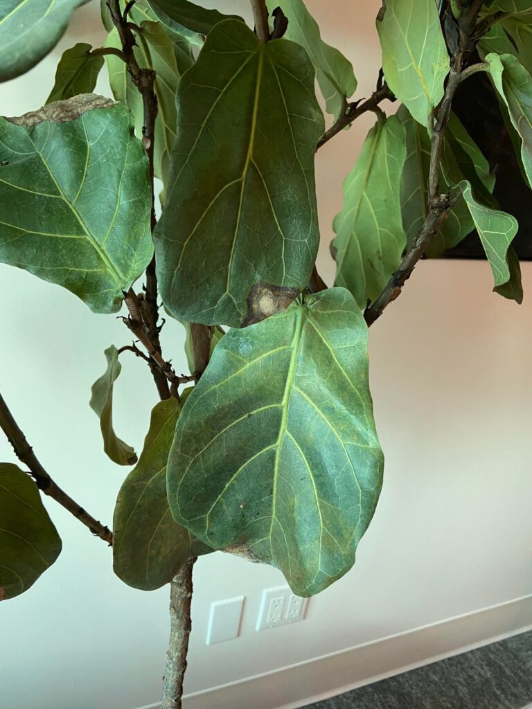 Help! What is happening to my fig?