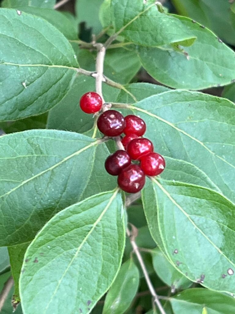 Identify these berries ?