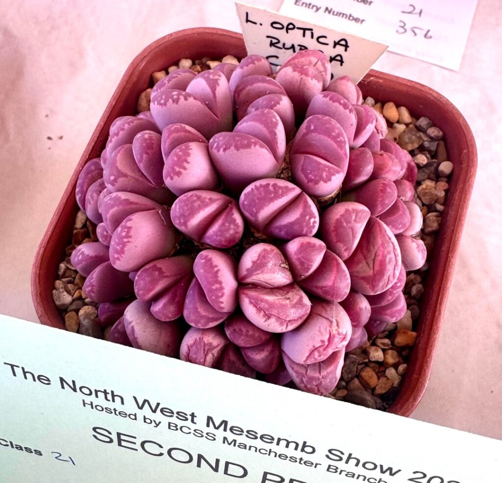 Some specimens at the recent NW mesemb show, Manchester UK