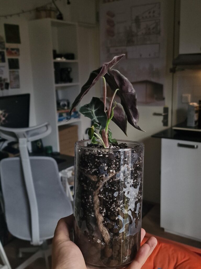 Testing this aroid soil amd leca substrate with a rope setup on this pretty baby. Hope it works!😁