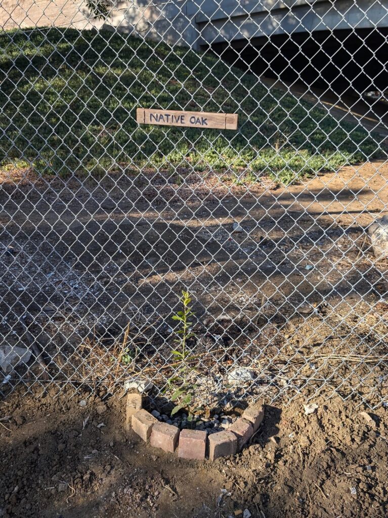 Coast Live Oak, indigenous staple food, guerilla install Coast Live Oak, indigenous staple food, guerilla install