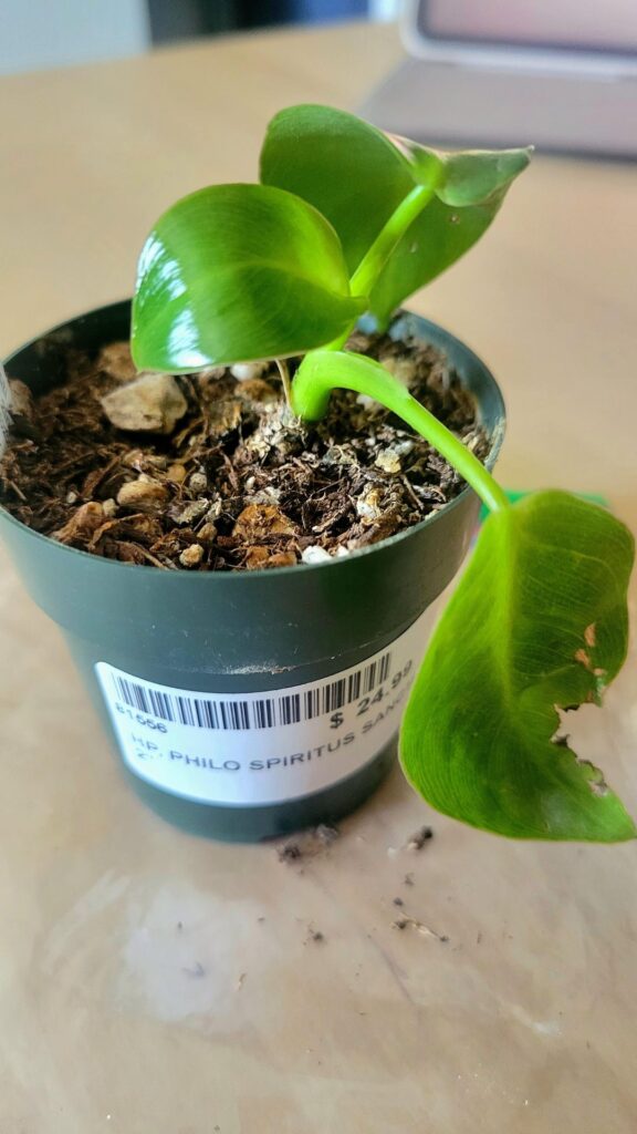 Husband got me a baby spiritus sancti for my birthday!