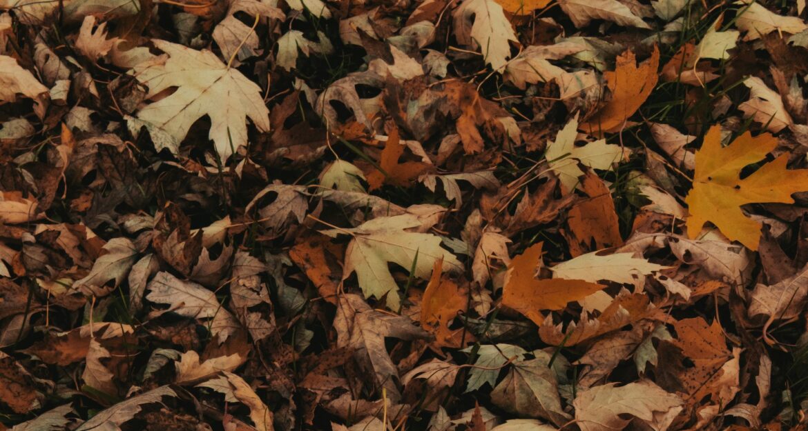 Fall gardening to help pollinators thrive with your garden