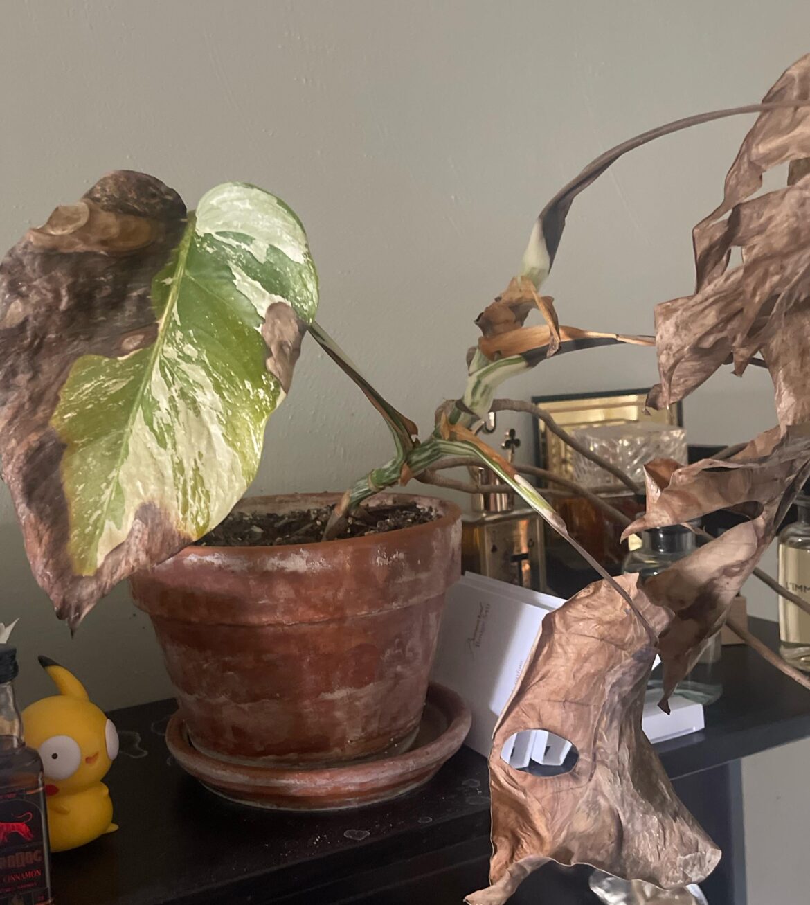 Not sure what to do. Monstera Albo