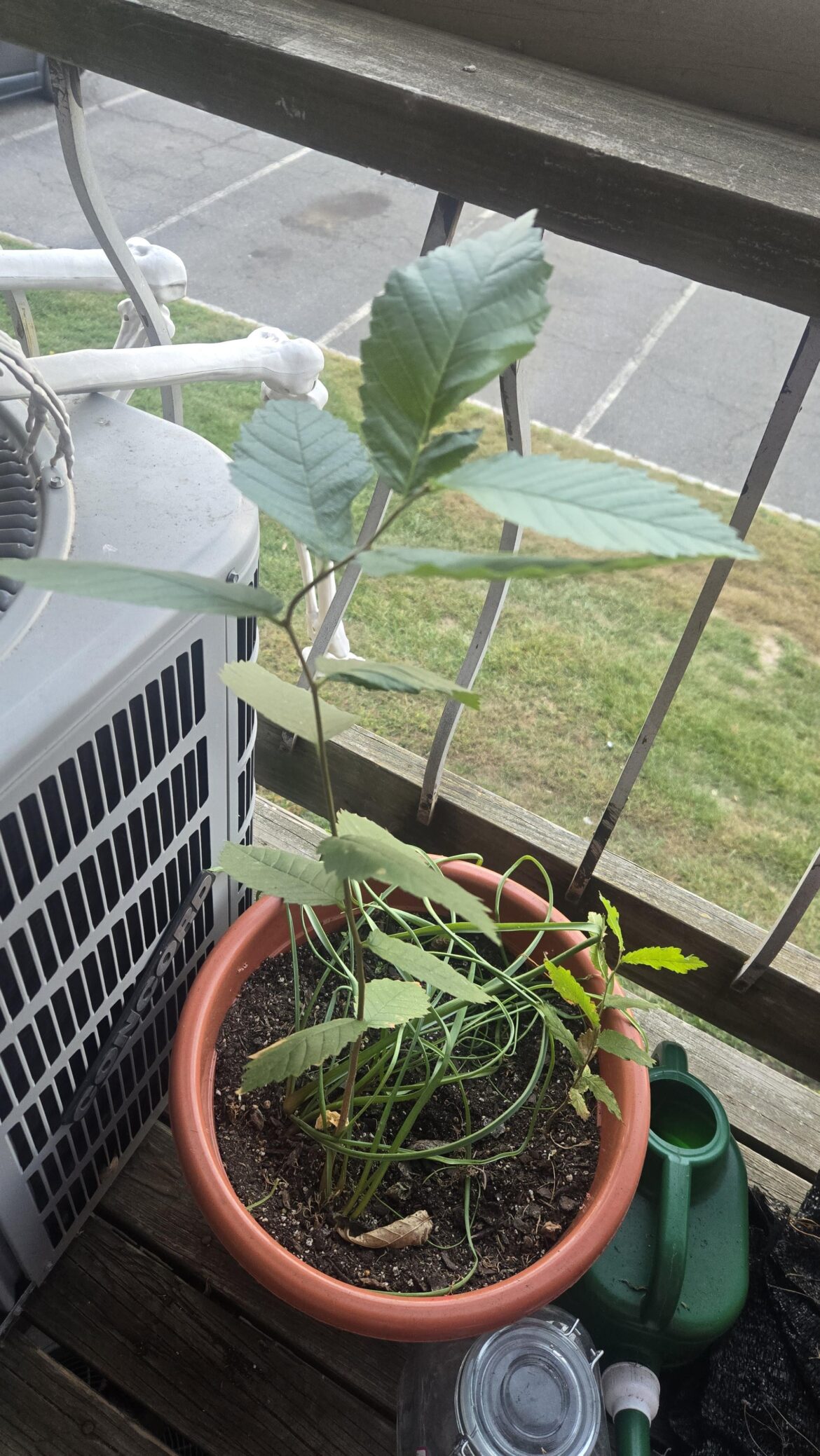 Accidentally have a potted elm