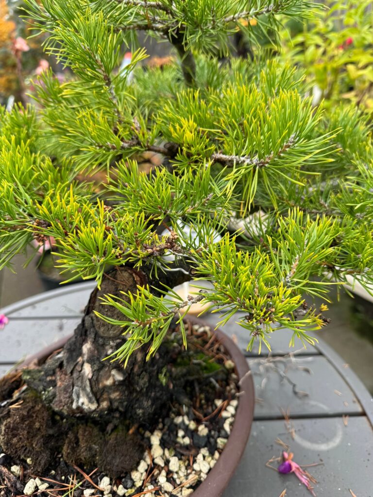 Yellowing needles on Scott’s pine Yellowing needles on Scott’s pine