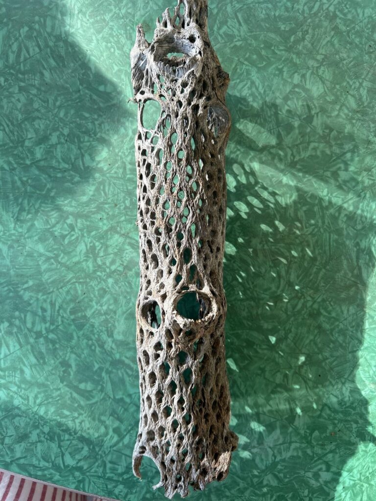 Tree bark with distinctive hole lace pattern