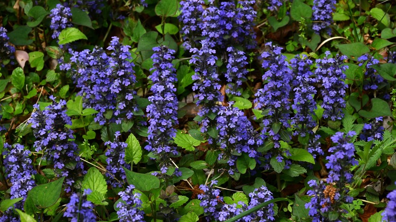 Blue-violet flowers of bugleweed amidst green leaves