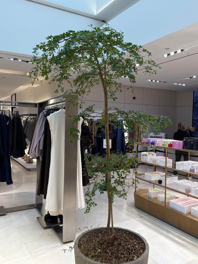 Saw this plant in Zara — anyone know what it is? Saw this plant in Zara — anyone know what it is?