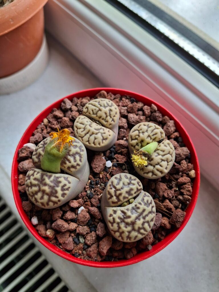 Should I water my new lithops? Should I water my new lithops?