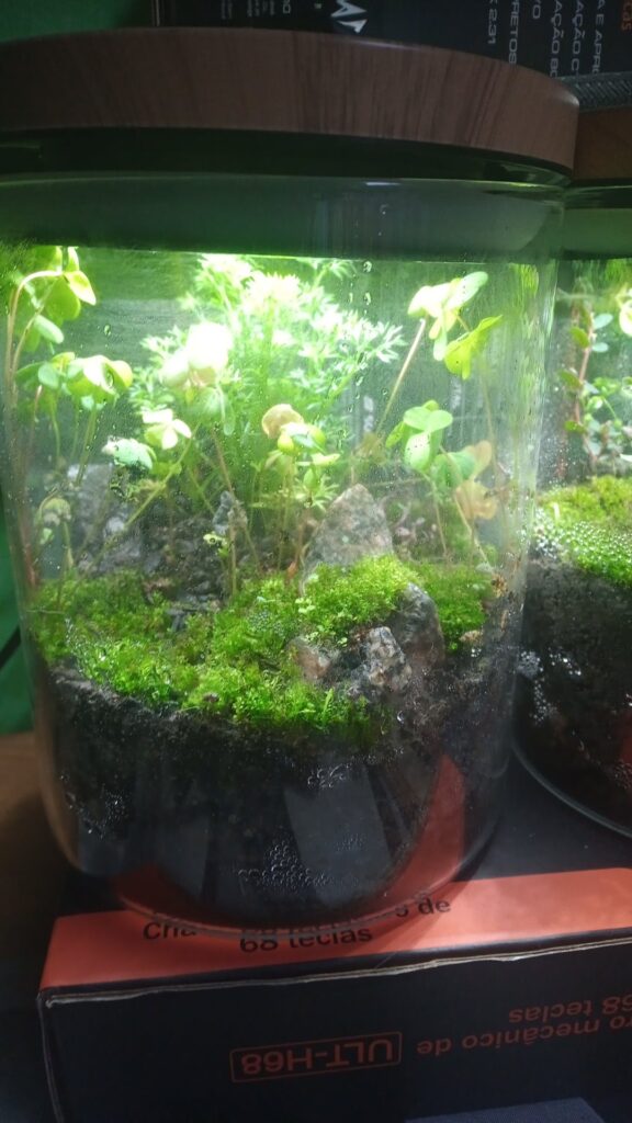Sprouting and growing greens Sprouting and growing greens