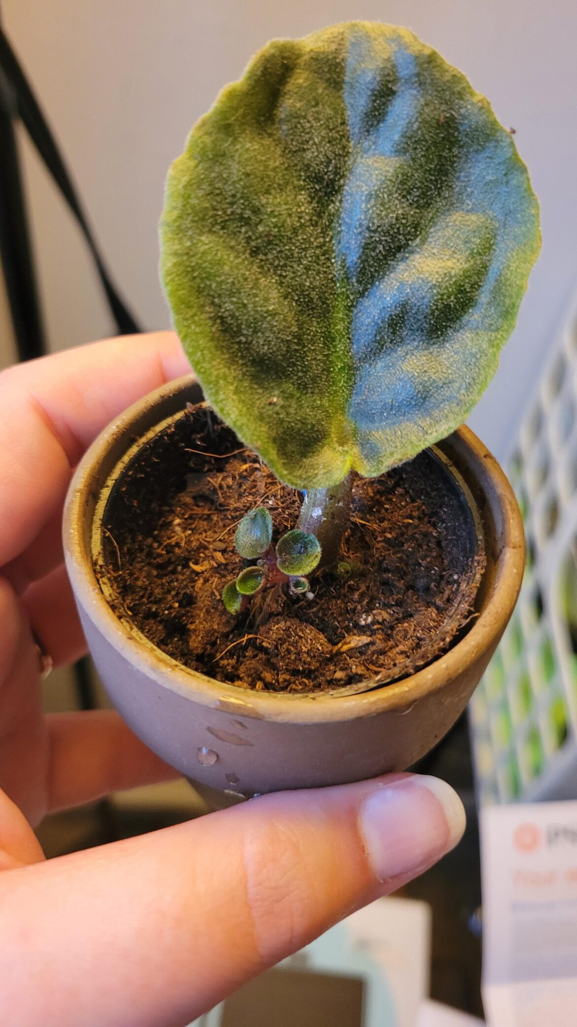does this look okay for baby's first pot?