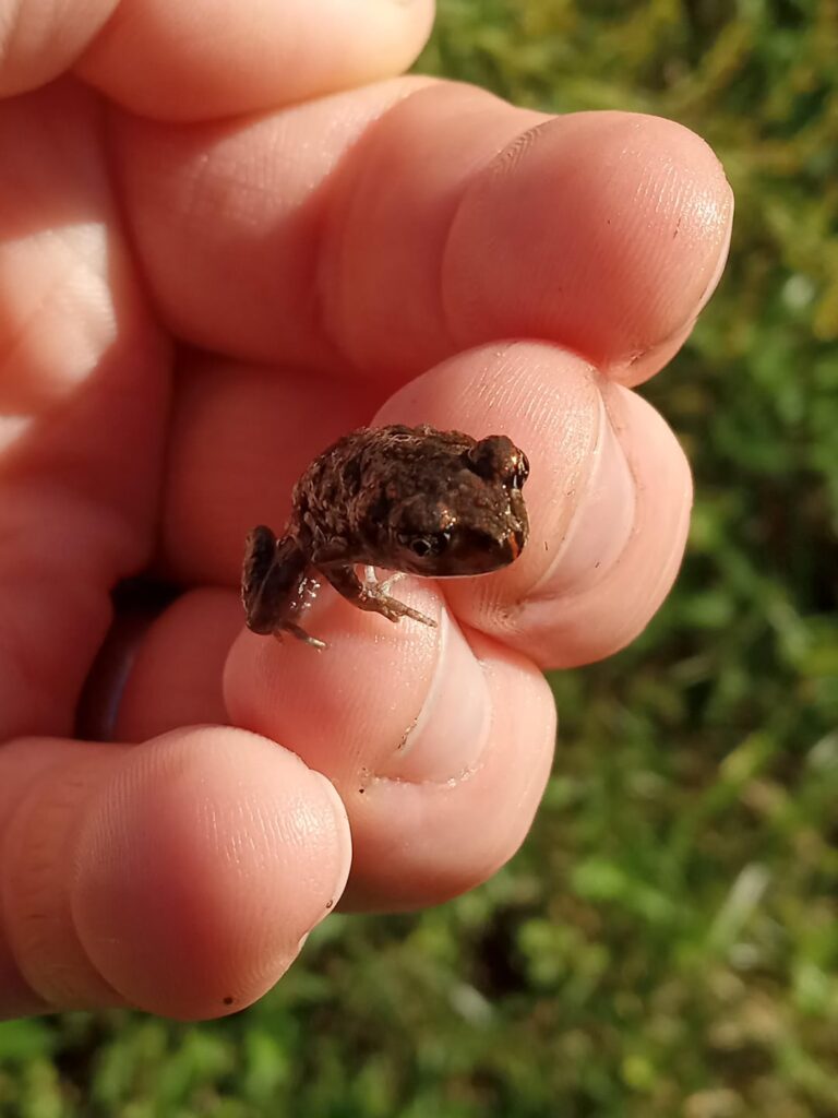 Two native frogs!! 🤯