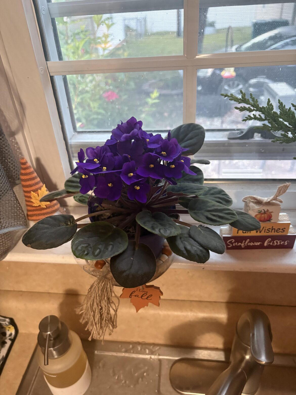 It just keeps blooming!