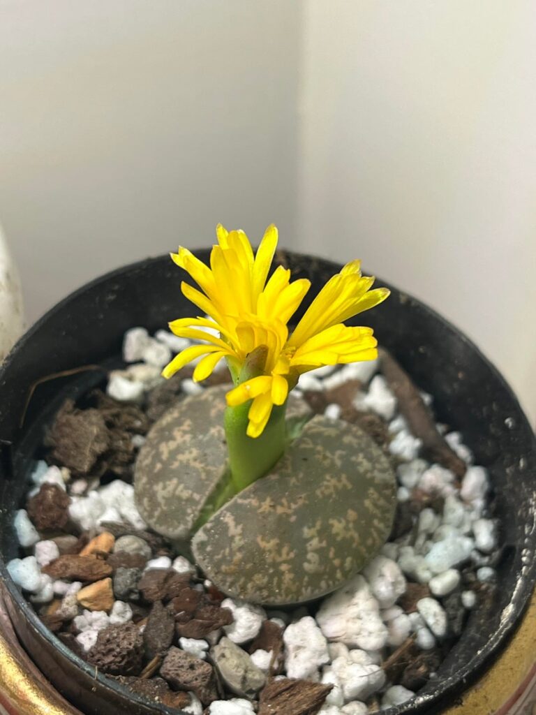 My first bloom!