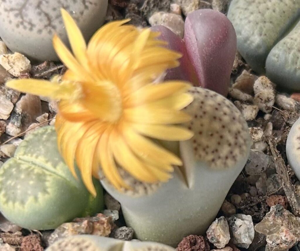 My second flower!