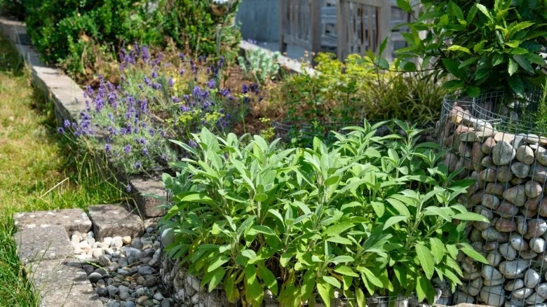 A large bunch of sage among an herb garden