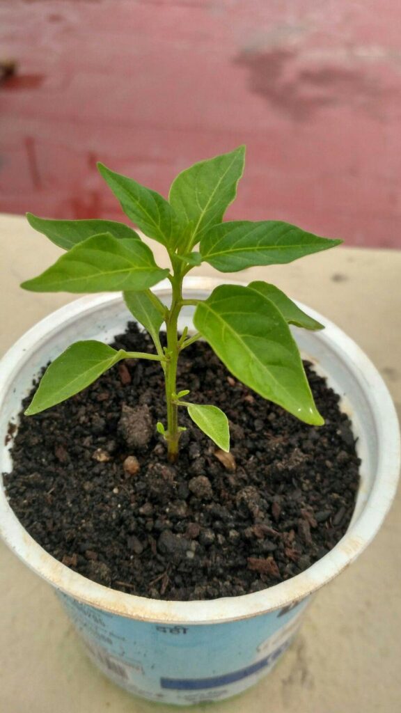 My new plant although I don't know its functionality...