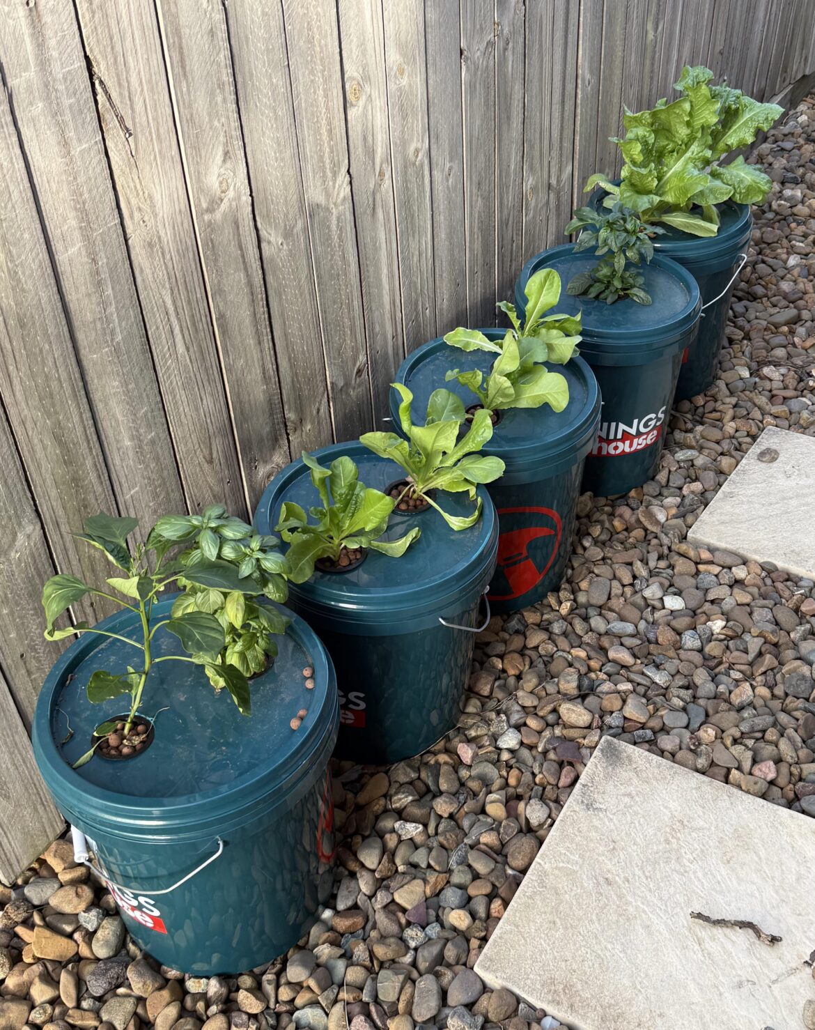 First Kratky Buckets