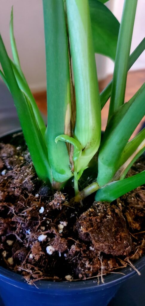 This baby shot up a new PLANT from the back! 🌿