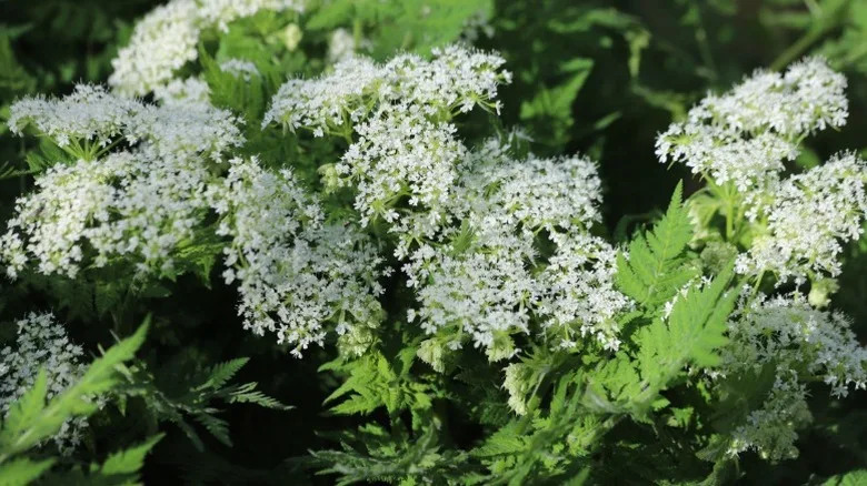 Closeup of delicate flowers of sweet cicely