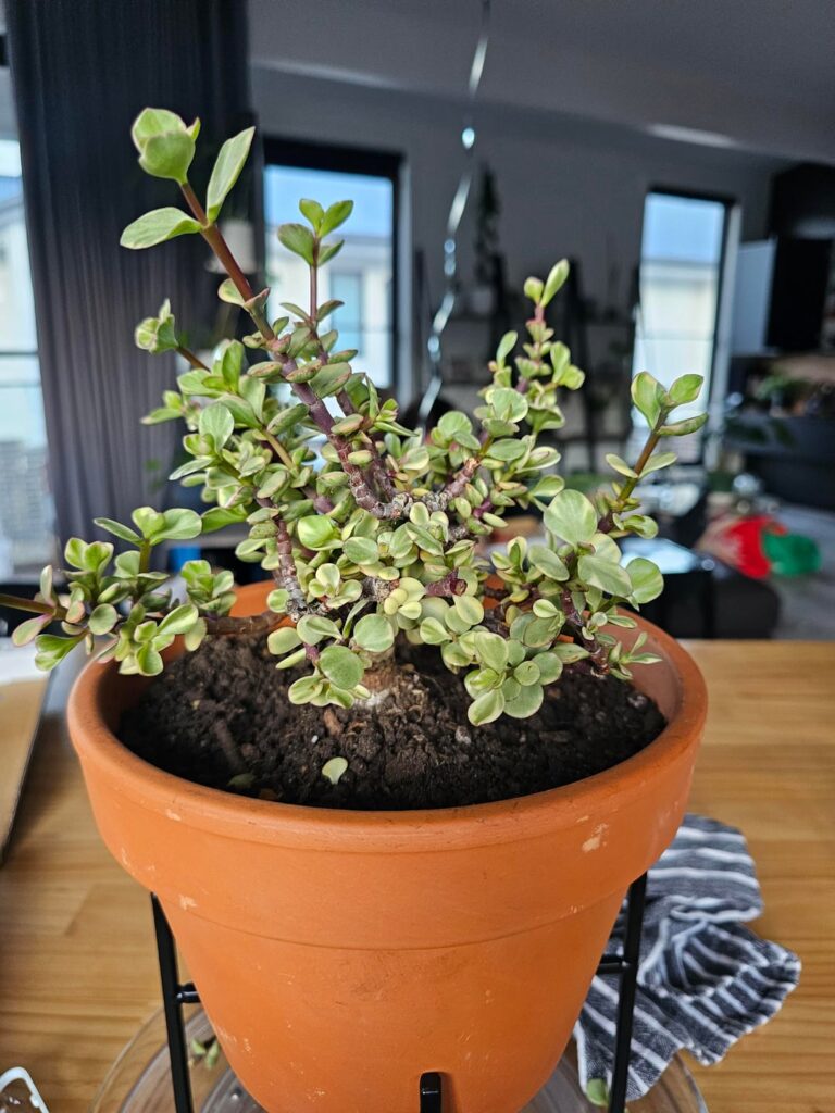 Help detangle Elephant Bush Help detangle Elephant Bush