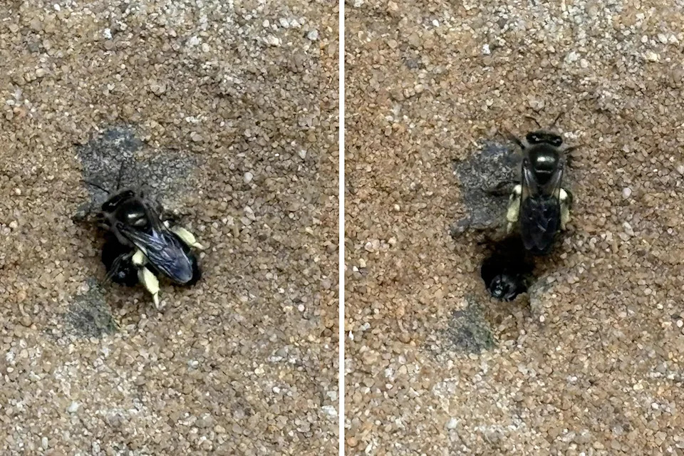 Two close up pictures of Leioproctus plumosus.