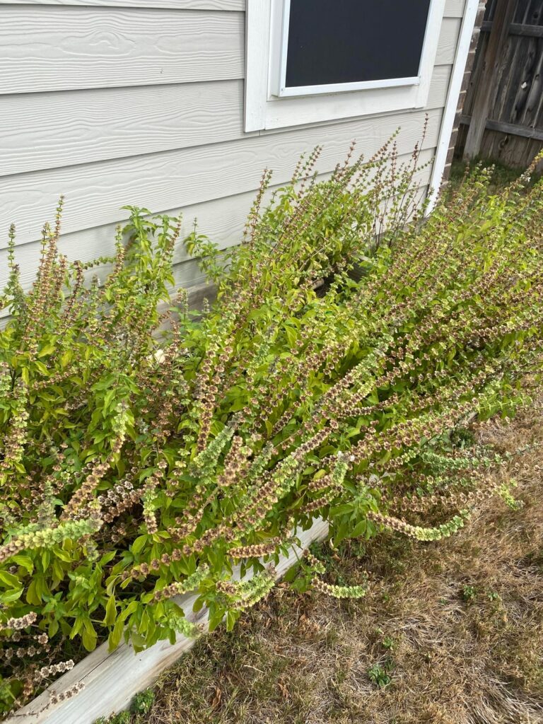 What is this in my mom’s garden?